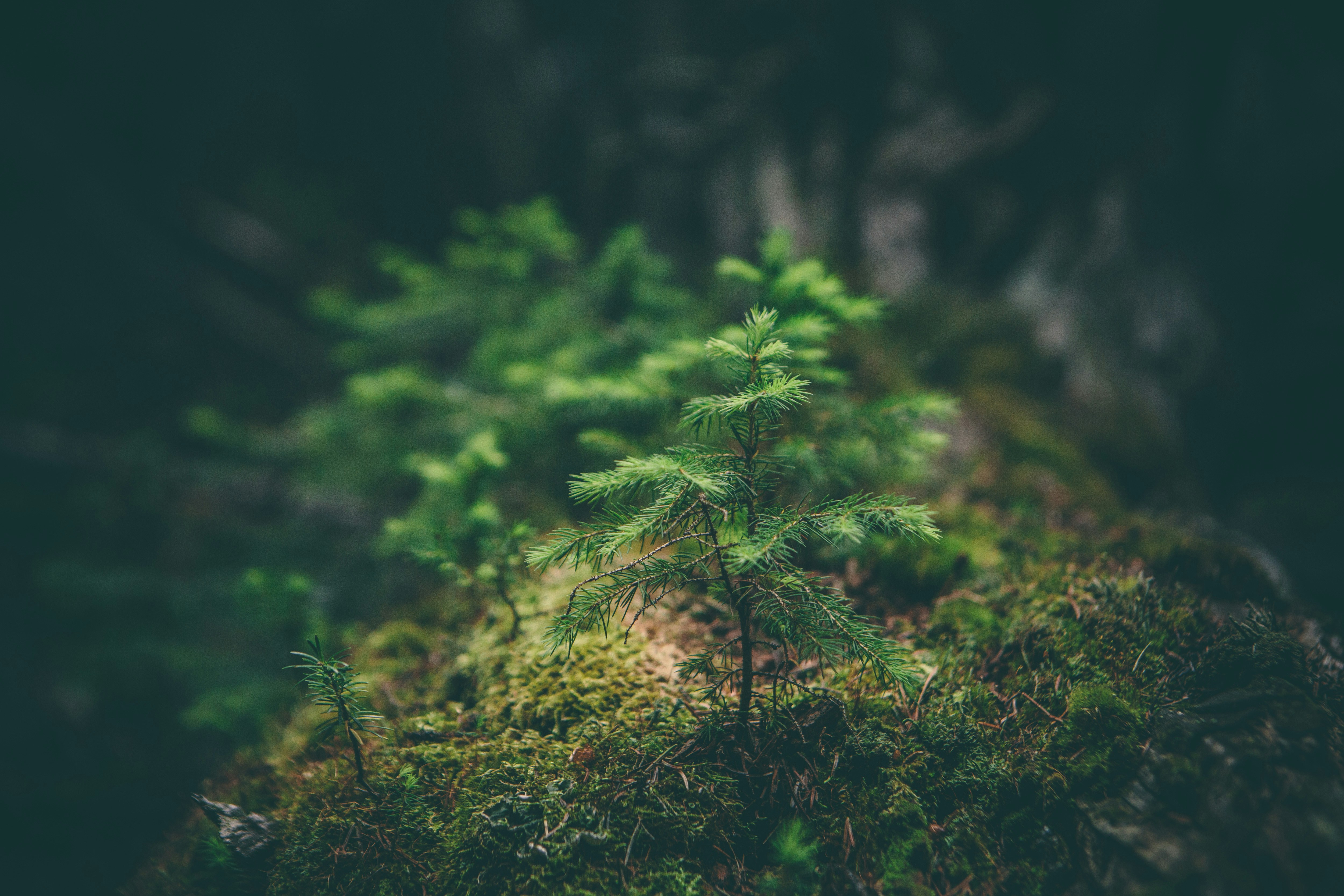 Sustainability